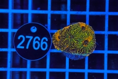 Acanthastrea echinata