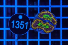 Acanthastrea lordhowensis Rainbow