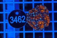 Acanthastrea lordhowensis Ultra