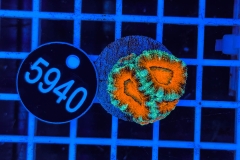 Acanthastrea lordhowensis