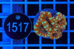 Acanthastrea lordhowensis