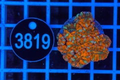 Acanthastrea lordhowensis