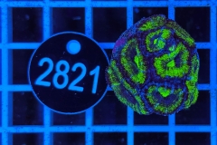 Acanthastrea lordhowensis