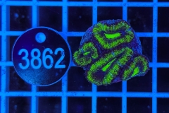 Acanthastrea lordhowensis