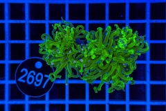 Euphyllia glabrescens