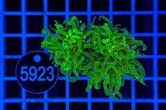 Euphyllia glabrescens