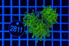 Euphyllia glabrescens