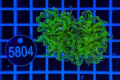 Euphyllia glabrescens