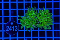 Euphyllia glabrescens