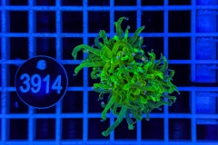 Euphyllia glabrescens