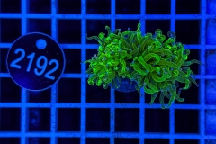 Euphyllia glabrescens