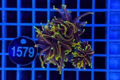 Euphyllia glabrescens