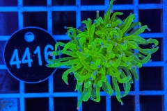 Euphyllia glabrescens