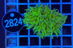 Euphyllia glabrescens