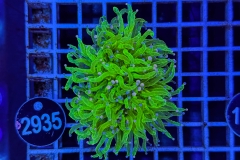 Euphyllia glabrescens