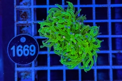 Euphyllia glabrescens