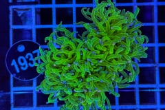 Euphyllia glabrescens