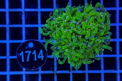 Euphyllia glabrescens