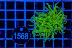 Euphyllia glabrescens