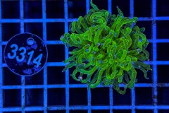 Euphyllia glabrescens