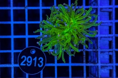 Euphyllia glabrescens