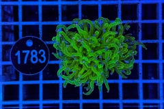 Euphyllia glabrescens