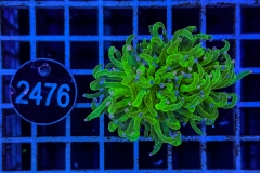 Euphyllia glabrescens