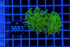 Euphyllia glabrescens