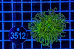 Euphyllia glabrescens