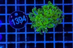 Euphyllia glabrescens