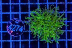 Euphyllia glabrescens