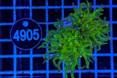 Euphyllia glabrescens