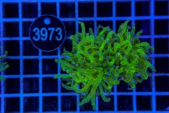 Euphyllia glabrescens