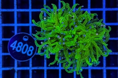 Euphyllia glabrescens