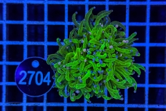 Euphyllia glabrescens