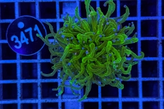 Euphyllia glabrescens