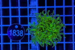 Euphyllia glabrescens