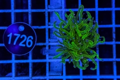 Euphyllia glabrescens