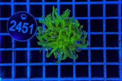 Euphyllia glabrescens