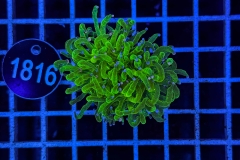 Euphyllia glabrescens