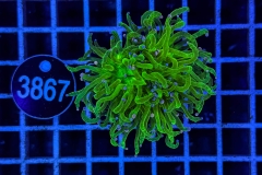 Euphyllia glabrescens