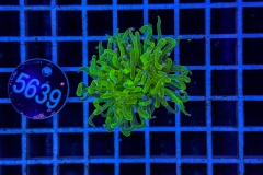 Euphyllia glabrescens