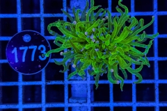 Euphyllia glabrescens