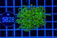 Euphyllia glabrescens