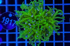 Euphyllia glabrescens