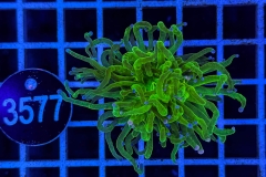 Euphyllia glabrescens