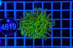 Euphyllia glabrescens