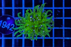 Euphyllia glabrescens