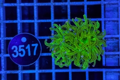 Euphyllia glabrescens