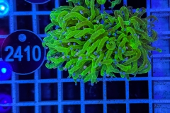 Euphyllia glabrescens